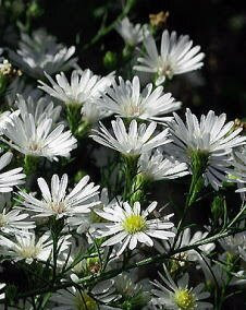 花 クジャクアスター 10月4日の花と花言葉 クジャクアスター 魅る魅るガーデニング