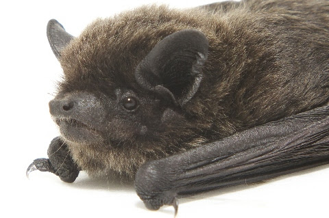 ちいさかわいいコウモリに出会いました These Days