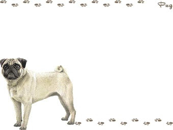 パグのイラスト 条件付フリー素材集