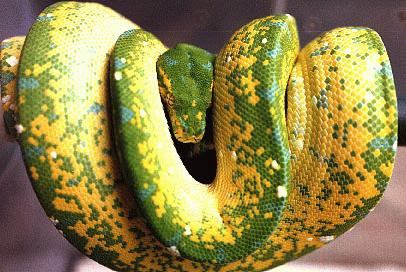 Green Tree Python