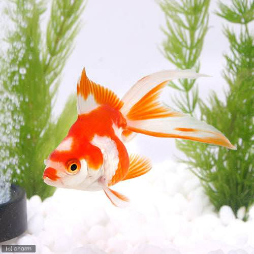 金魚の飼育方法 水槽立ち上げ方法まとめ 製品選び 寿命 体長 繁殖 水温 代表的な種類など 丨 Aqua Data アクアデータ