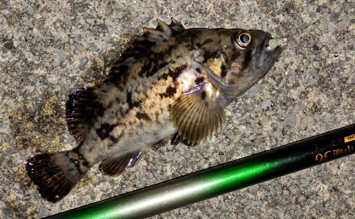 簡単で面白い のべ竿ルアーフィッシングのススメ 三重県 四日市市 Tsurinews