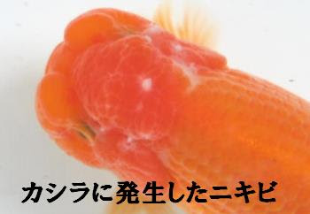 ランチュウ 金魚の病気 白点病