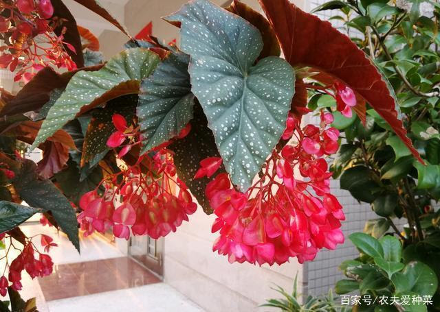 夏至已过 1种 耐热花 很适合7 8月养 好养易打理 开花勤奋 三农资讯 电影风云娱乐网