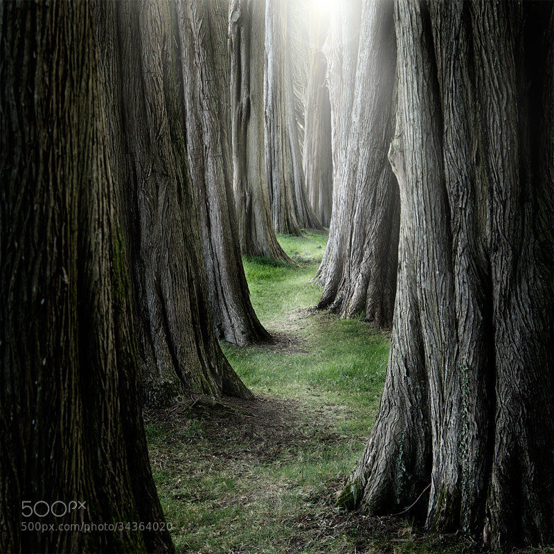 Photograph The Pathway by Ian David Soar on 500px