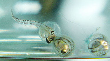 メダカの発生 2日目から孵化まで