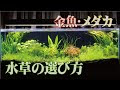 メダカ 水槽 立ち上げ 水草 285060-メダカ 水槽 立ち上げ 水草