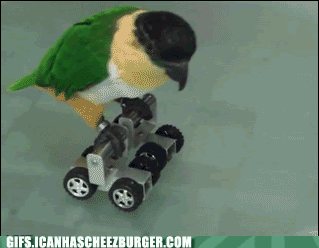 Ready for the Roller Derby