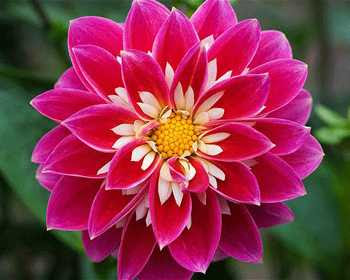 Flowers Names In Telugu Whatiscalled Com