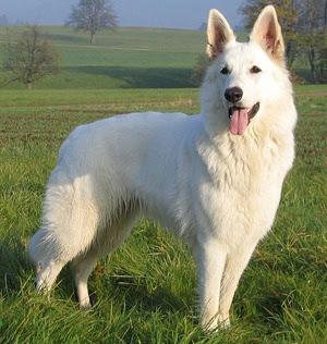 Weisser Schweizer Schaferhund Berger Blanc Suisse Hunderassen Hunde Ratgeber