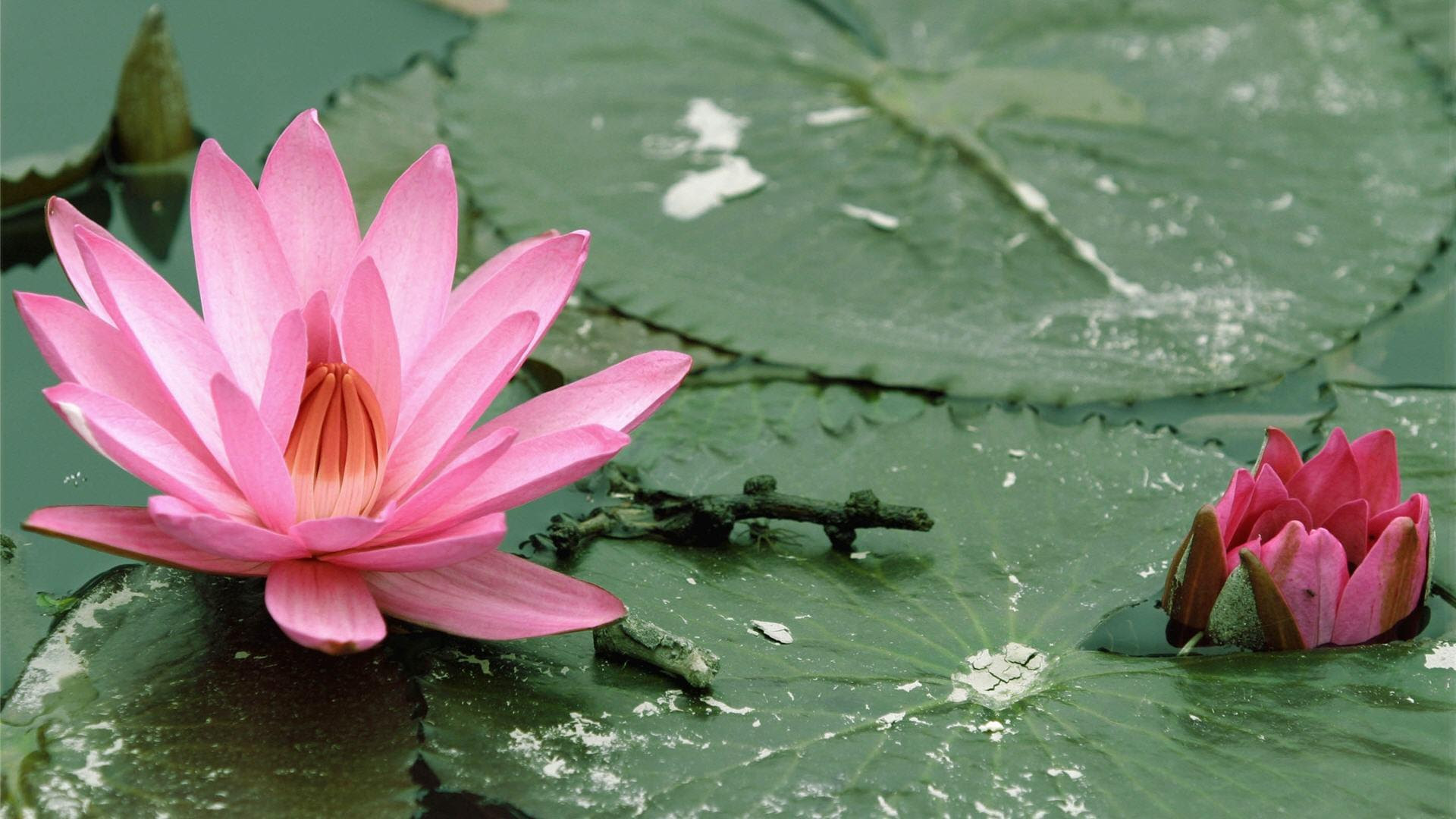 Lotus Flower Wallpapers Wallpaper Cave
