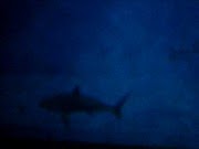 sharknado 5 Great White Shark in Monterey Bay Aquarium