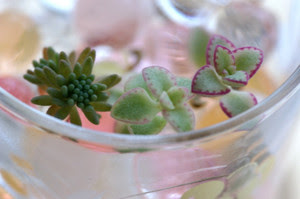多肉植物 アクアジェリー 水耕栽培 Ikuyuki A