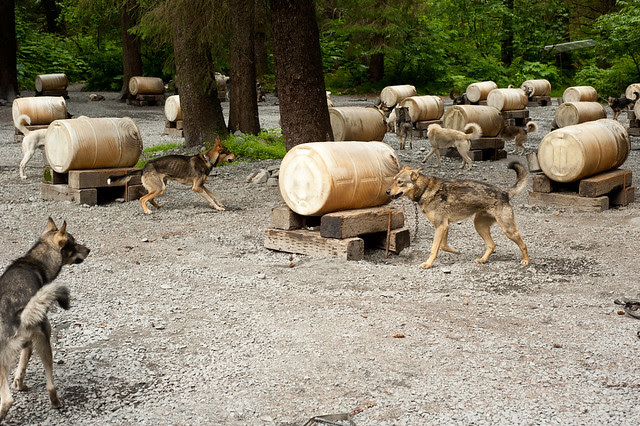 Alaska85 (1 of 1)