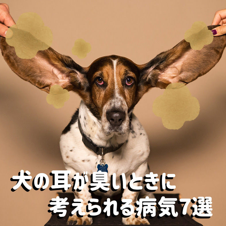 臭くない犬の特徴とは 具体的な犬種と臭いの原因や対処法まとめ