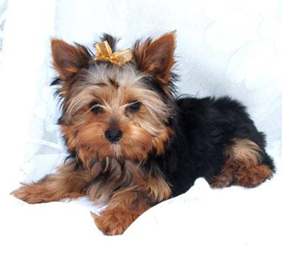 Yorkie Puppies on Welcome To Jozelle   S Yorkies
