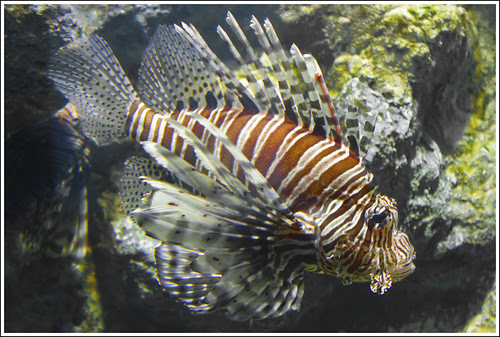 This postal service nearly Phuket Aquarium was kickoff written inwards  <a href=