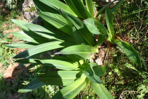 Urginea maritima αρχαία Θουρία,  Σουρεύλι 1/1/2014