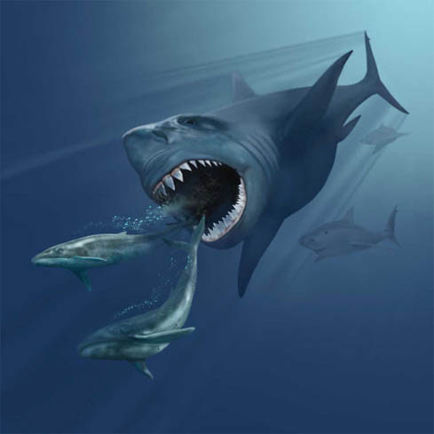 File:VMNH megalodon.jpg - Wikipedia