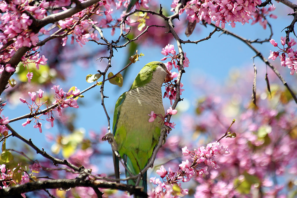 mira quién se come las flores