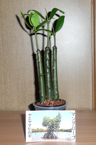 マングローブの苗 ｎｅｒｏ家のドタバタ日記 楽天ブログ