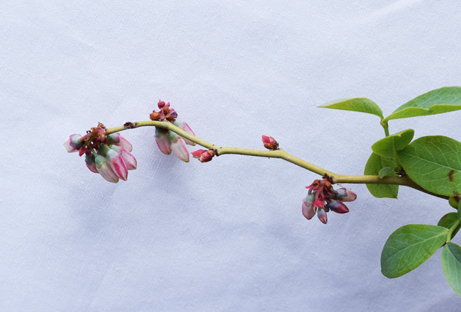 パウダーブルーの花芽から開花までの様子 ブルーベリー収穫奮闘記