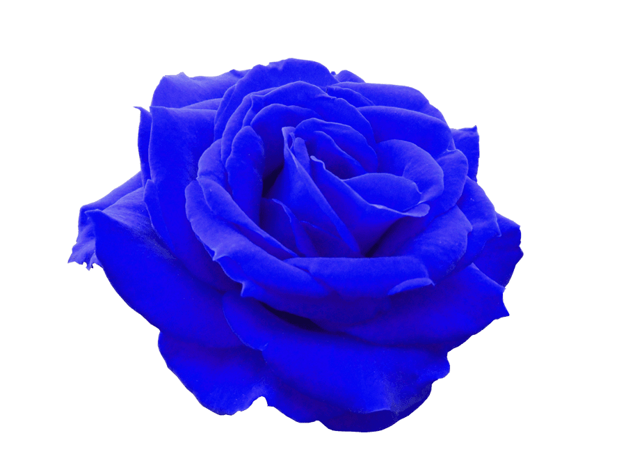 札幌ブルーローズfsc フィギュアスケーティングクラブ