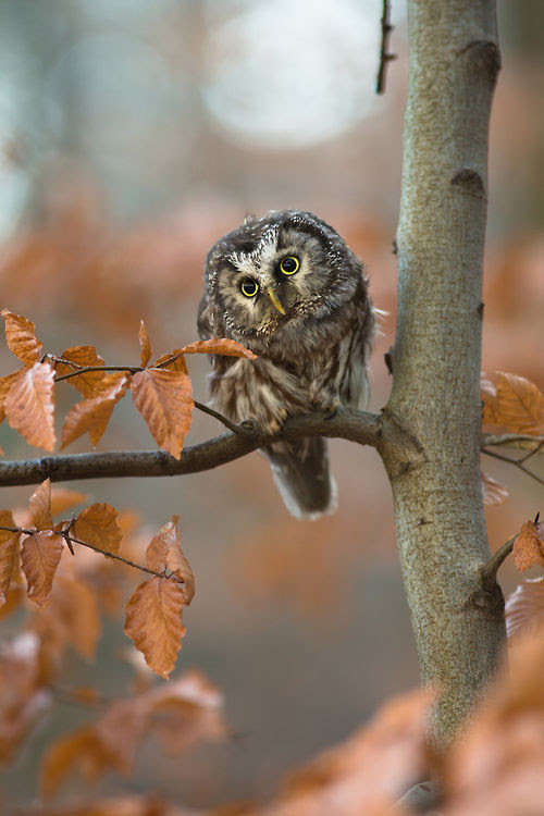 Cute Owl In The Fall Pictures, Photos, and Images for 