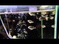 ミドリフグ 水草 339276