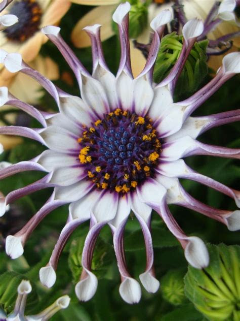 Divided into hardiness zones for plants. Osteospermum 'Whirligig' - Garden.org