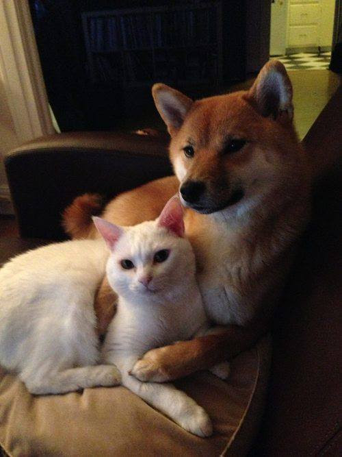Animal Hugs