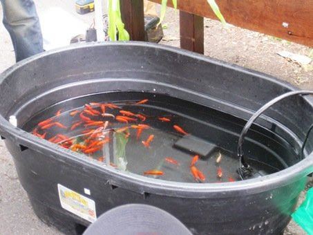 Farming With Aquaponics – Kijani Grows Aquaponics 101 ...