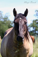 Duchess Horse Sanctuary