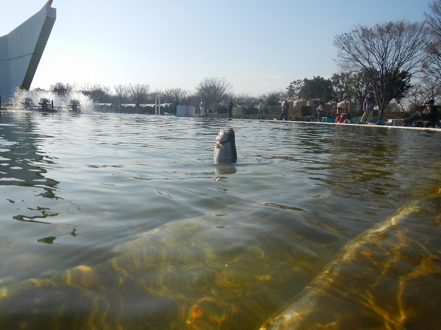 小畔川通信 川越水上公園で鱒を釣る