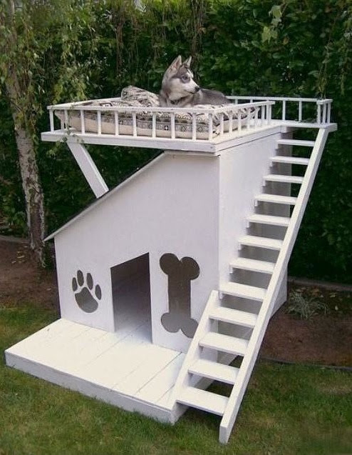 Husky in amazing luxury dog house