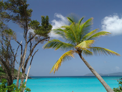 palm wallpaper. (Recognize that palm?)