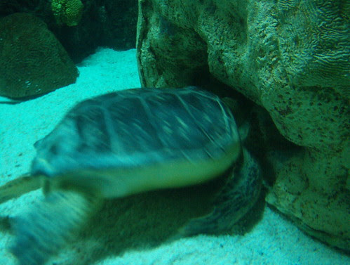 Zoo_Lights 11