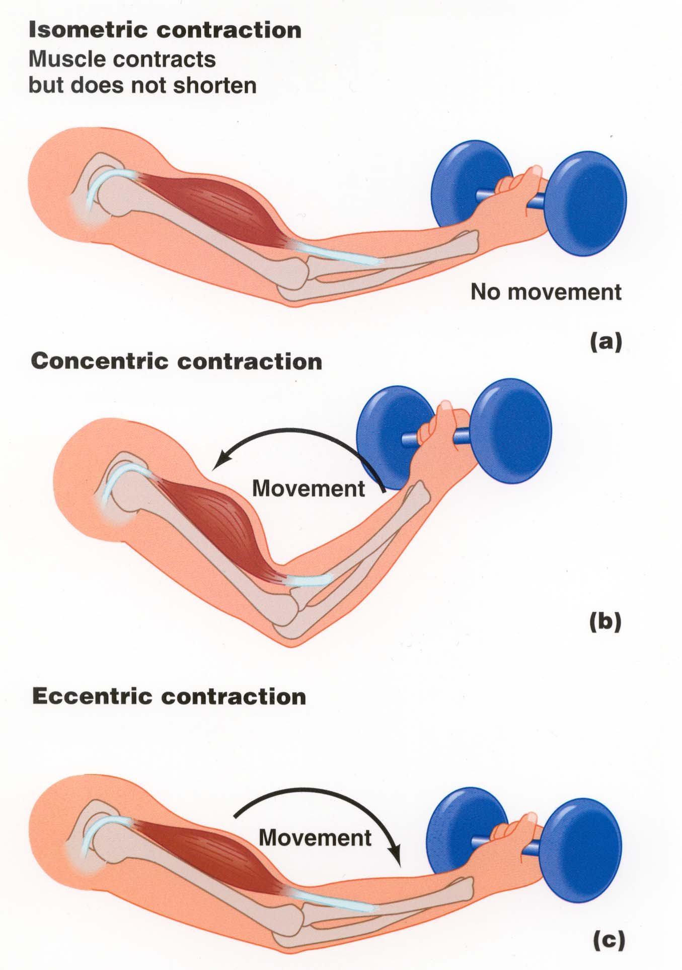 Lactic Acid Build-Up and DOMS Myth | Performance Bodywork
