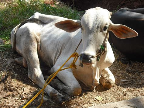 uswadinlabschool idul qurban    cibubur
