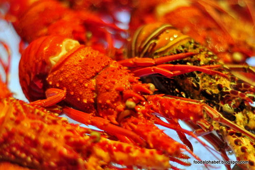 lobster16