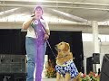 Buddy the Dog Fashion Show Hawaii