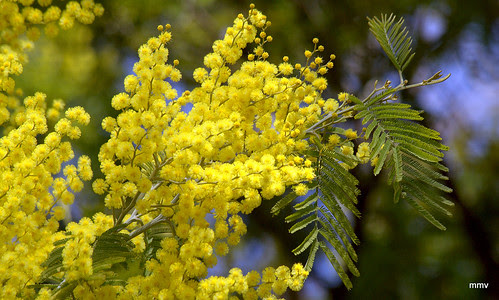 flores