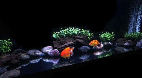 gallon goldfish tank   japanese ranchus sleeping