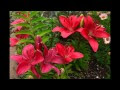 赤い ユリ みたい な 花 127959