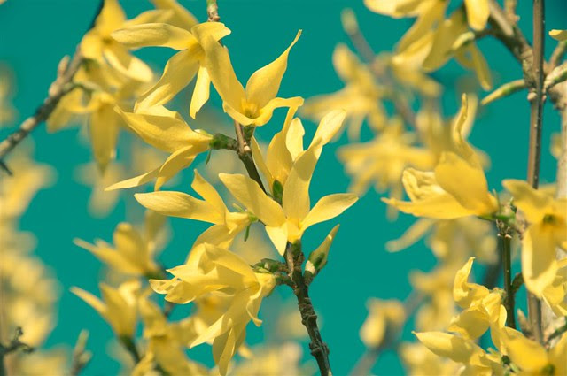 LVM: amarillo