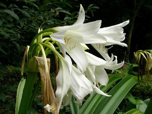 はなq インドハマユウ ヒガンバナ亜科 ハマオモト属 草花や樹木の図鑑