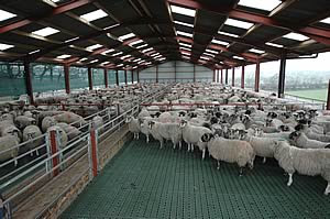 Caldipo: Zero grazing cow shed plan