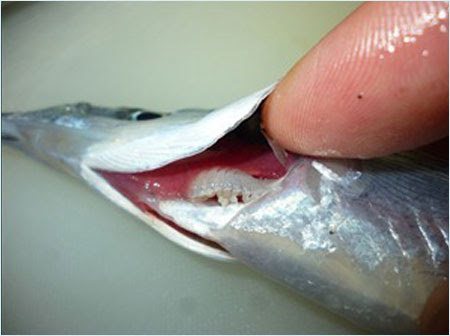 サヨリにはほぼ寄生虫がいる その名もサヨリヤドリムシその生態は 暇人なんで時間ならあります