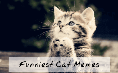 Cute Cat Memes