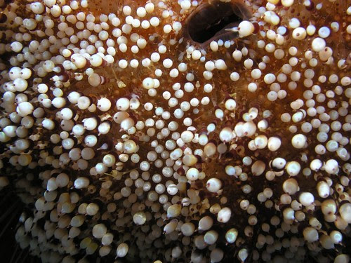Asthenosoma marisrubri